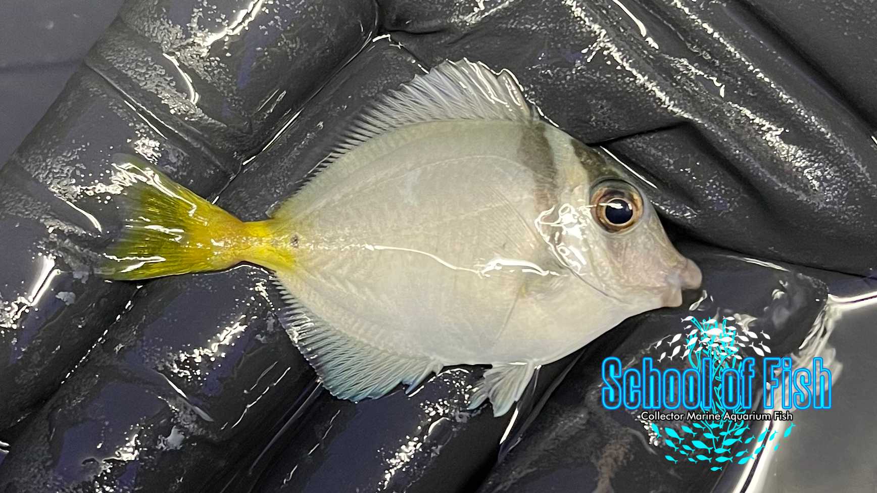 Sawtail Tang S1 Small | School of Fish Online Store