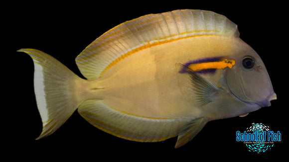 Orange Shoulder Tang