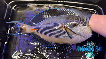 Sohal Tang 14" STO1