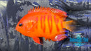 Solar Flare Flame Angelfish SFA-2