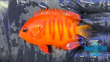 Solar Flare Flame Angelfish SFA - 0