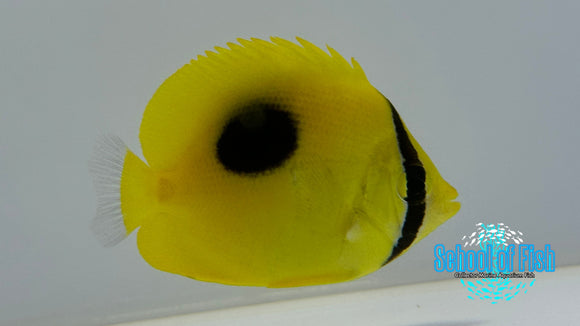 Mirror Butterflyfish MB1