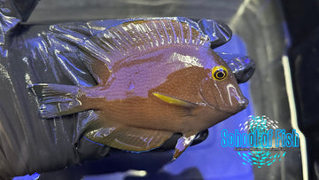 Spotted Yellow Eye Kole Tang SKT2