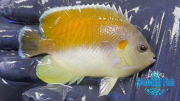 Tiger Angelfish KA1