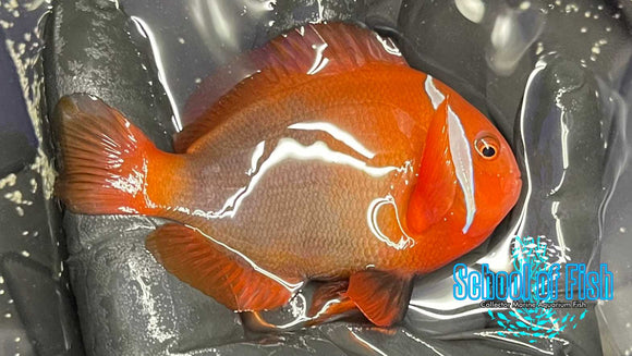 Tomato Clownfish Pair WILD TC1