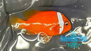 Tomato Clownfish Pair WILD TC1-2
