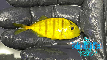 Golden Trevally G3