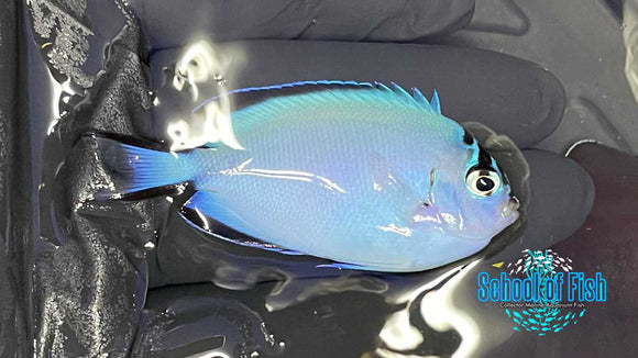Watanabei Angelfish Female W2