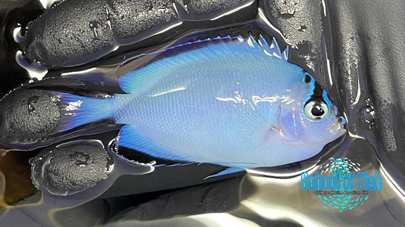 Watanabei Angelfish Female W1