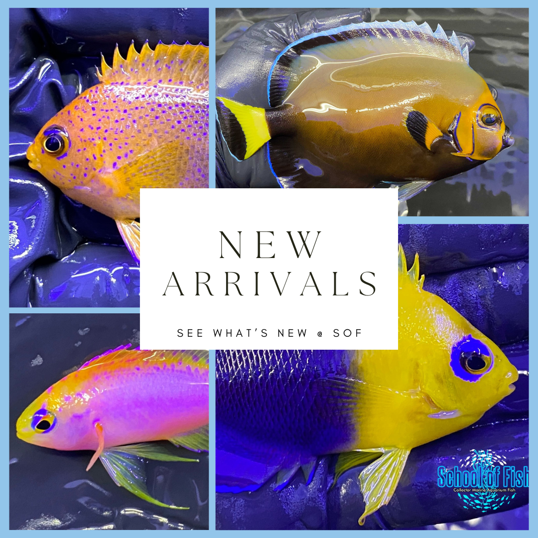New Arrivals