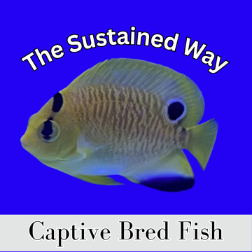Captive Bred Fish