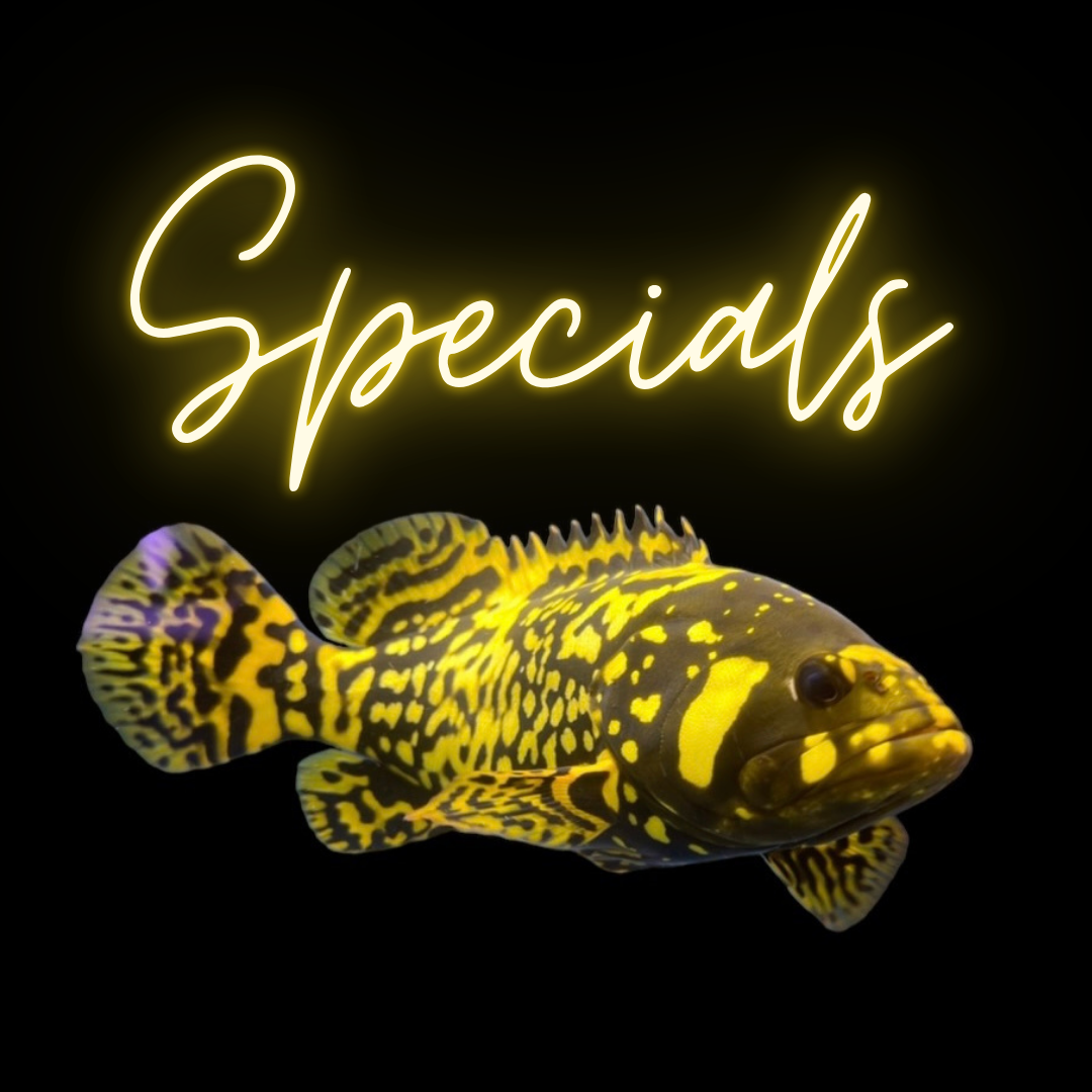 Specials