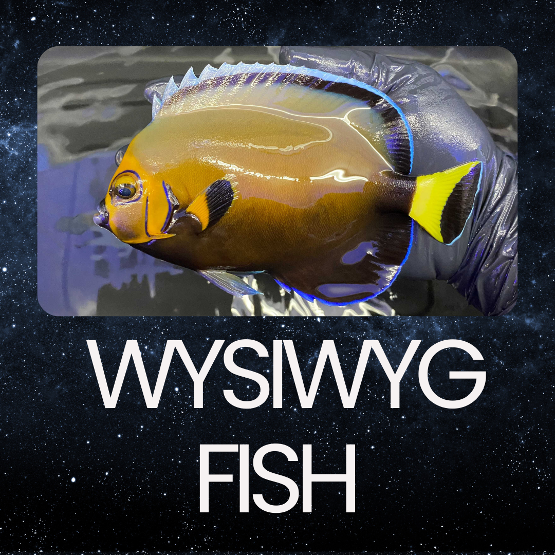 WYSIWYG Fish