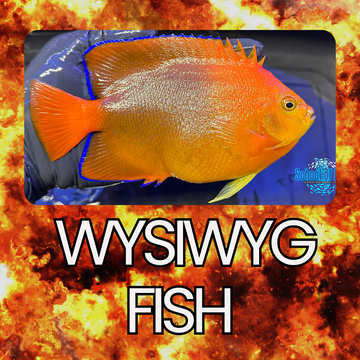 WYSIWYG Fish