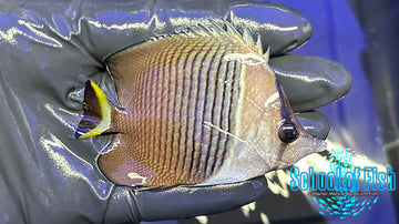 White Face Butterfly WFB1