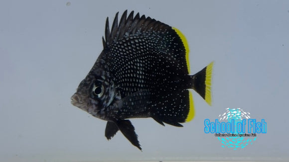 Wrought Iron Butterflyfish Juv WI2