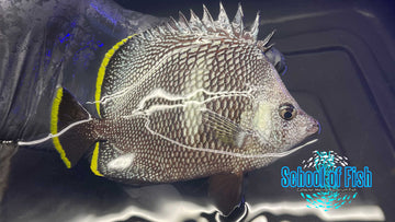 Wrought Iron Butterfly WI1