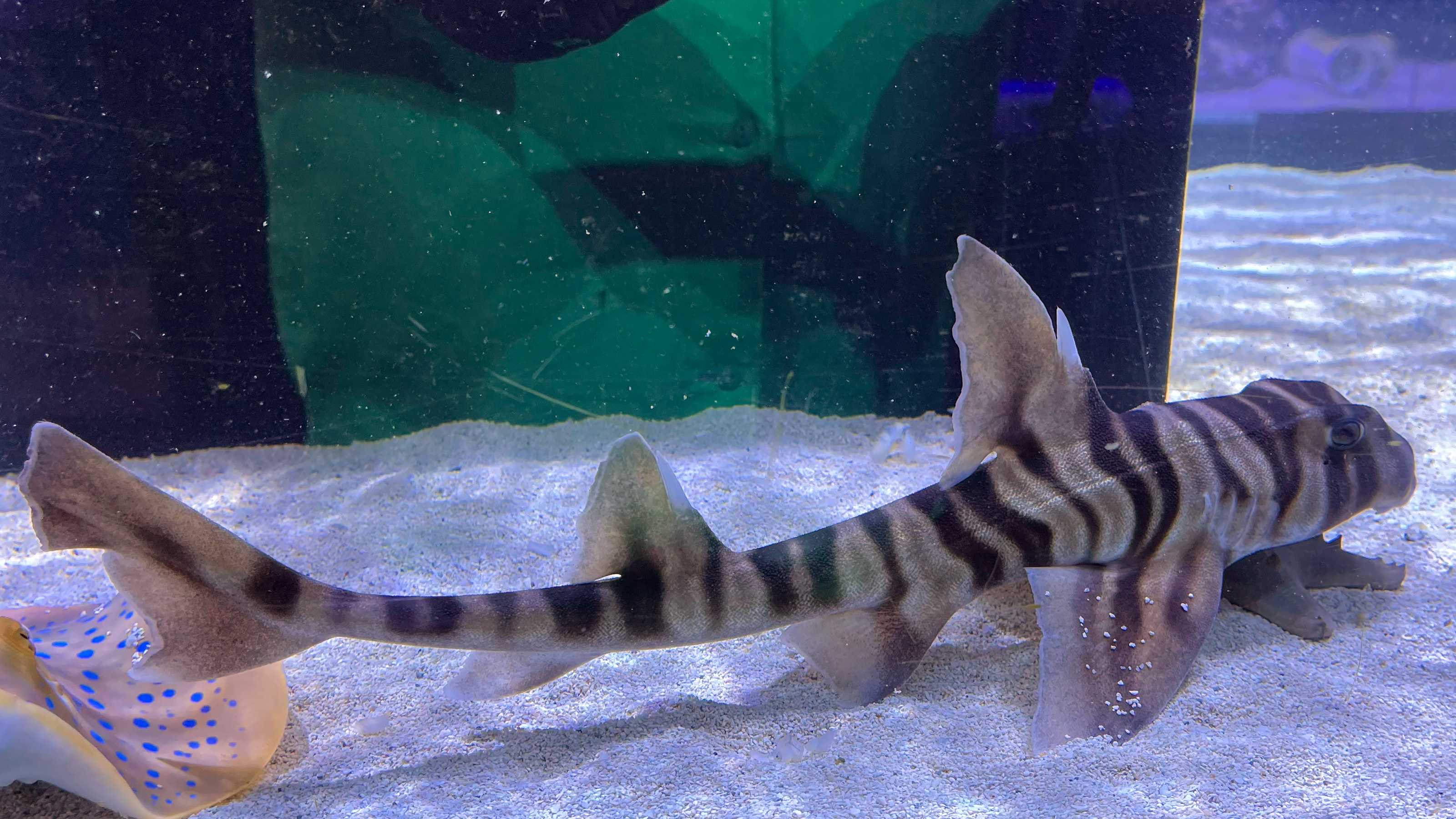 Zebra Bullhead Shark male ZH6-2