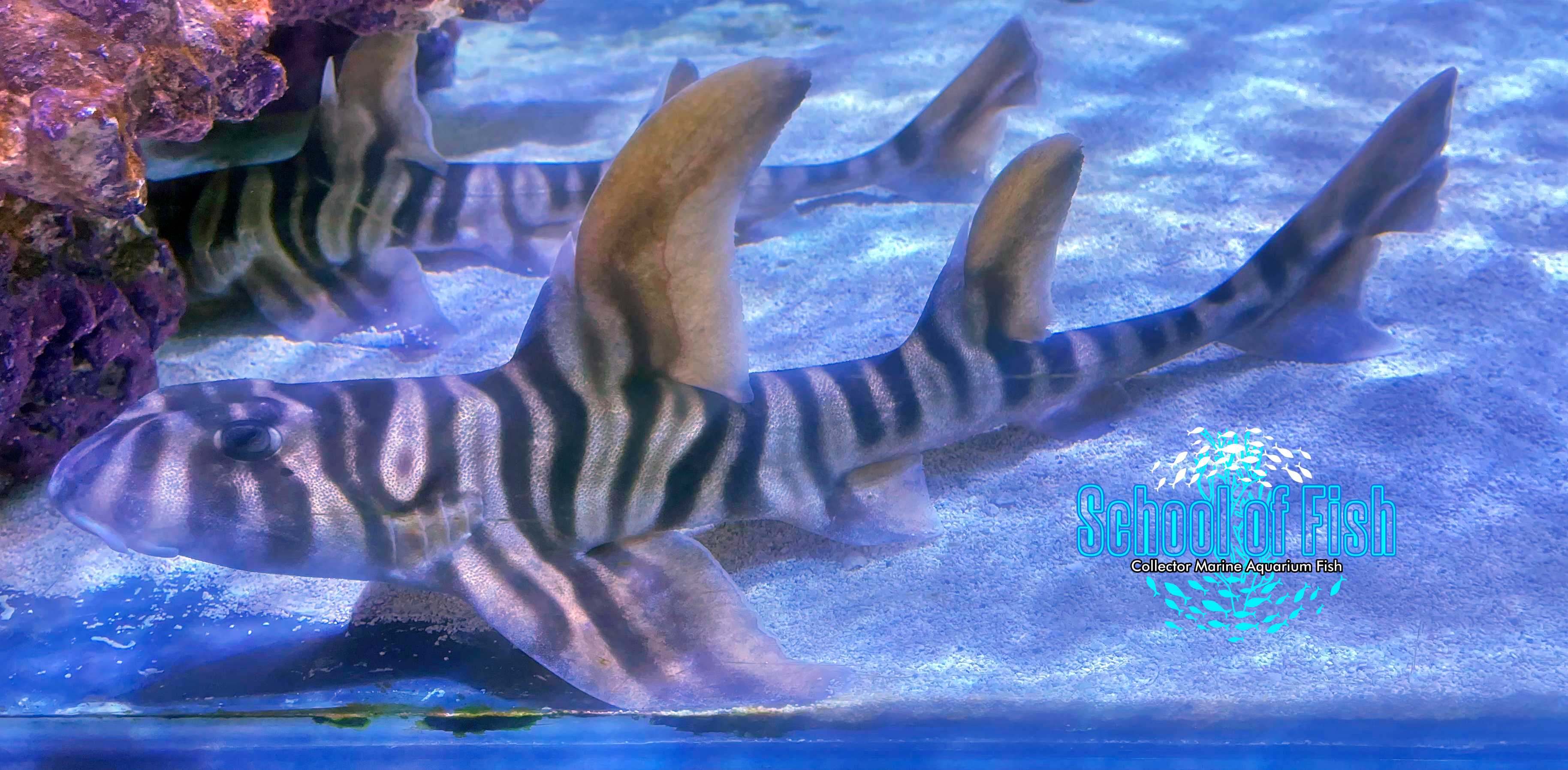 Zebra Bullhead Shark Female  ZH4