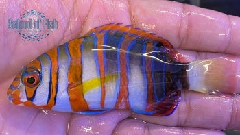 Harlequin Tusk Australia 2.5"