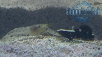 White Cap Goby and Shrimp Pair 1/2"