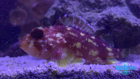 Yellow Spotted Dwarf Scorpionfish #1
