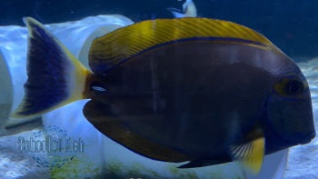 Aussie Dussumieri Tang 6"