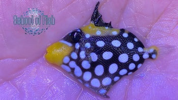 Clown Trigger Juvenile 1.5"