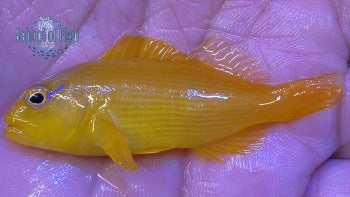 Golden Hawkfish Tahiti 2.5"