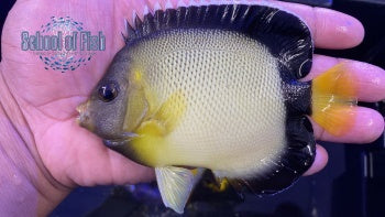 Xanathotis Angel Res Sea 4"