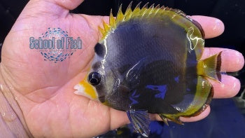 Flavirostri Butterflyfish