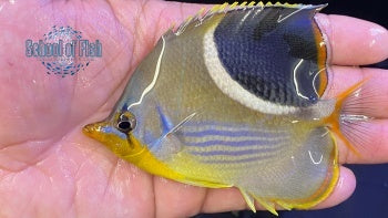 Saddleback Butterfly 3.5"