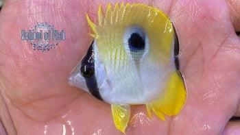 Teardrop Butterflyfish