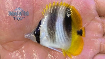 Double Saddle Butterflyfish