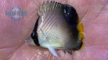 Indian Vagabond Butterflyfish