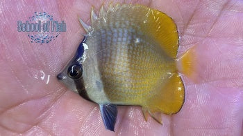 Klein Butterflyfish