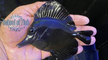 Black Tang 4"