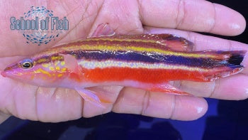 Rainbow Basslet 4.5"