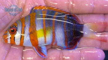 Harlequin Tusk Australia 2.5"