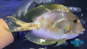 Abberant Bristletooth Tang 6" - 0