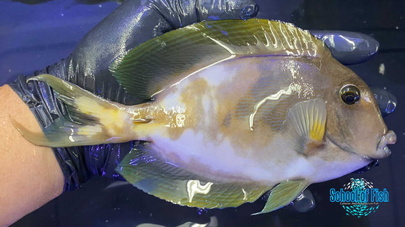 Abberant Bristletooth Tang 6"