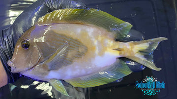 Abberant Bristletooth Tang 6"