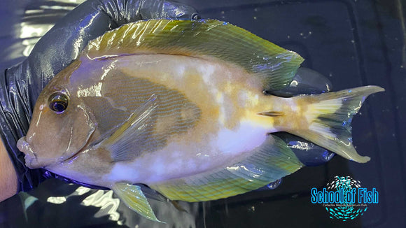 Abberant Bristletooth Tang 6"