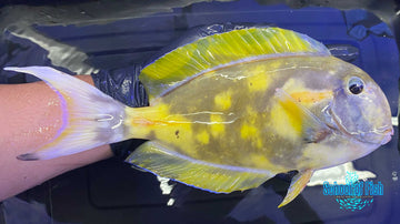 Abberant Orange Shoulder Tang 10"
