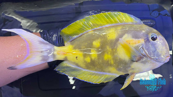 Abberant Orange Shoulder Tang 10"