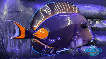 Achilles Tang 1