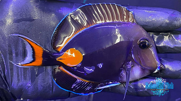 Achilles Tang 1