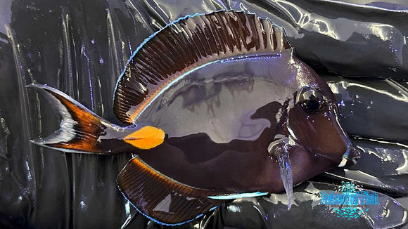 Achilles Tang Juvenile J1