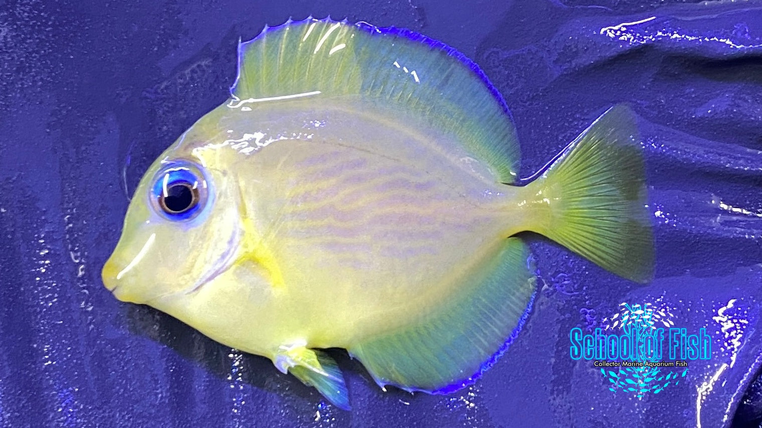Atlantic Blue Tang Juvenile Acanthurus coeruleus School of Fish Online Store School of Fish Online Store