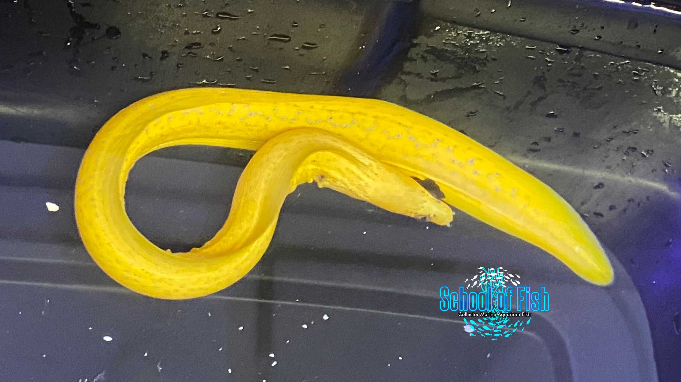 Golden Banana Moray Eel 12"